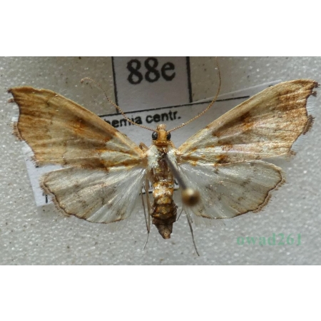 Agrotera nemoralis (Scopoli, 1763) Diana gajowa Czech88e